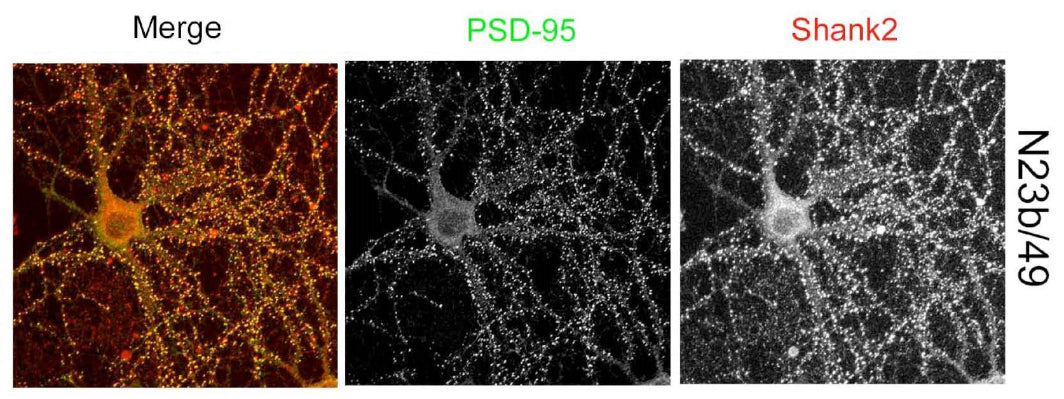 Anti-Pan-Shank Antibody