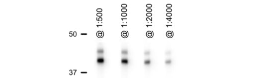 Antibody Dilution Recommendations – What you need to know!