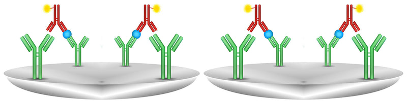 Secondary Antibody Issues are Often Overlooked in Immunochemistry