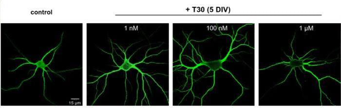 Citation Feature: A new connection between T30 and the mTOR pathway!