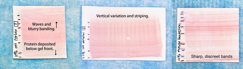 Western Blot Transfer Efficiency – The Good, the Bad, and the Ugly.