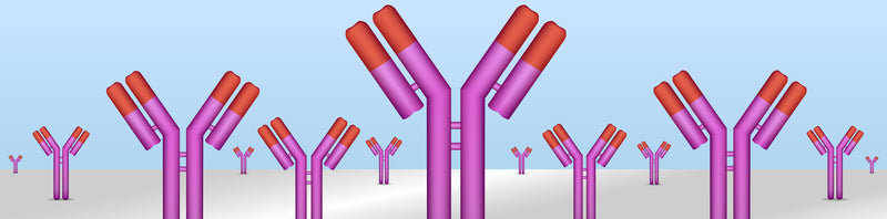 Selecting a Partner for Your Phosphospecific Custom Antibody Project