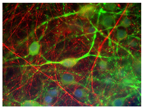 Immunofluorescence of cultured rat CNS cells showing specific labeling of neuronal processes with Anti-alpha-internexin (cat.  100-AIN, 1:250, red), and specific labeling of perikarya and dendrites with anti-microtubule associated protein 2 (cat. 1100-MAP2,1:2,500,green).