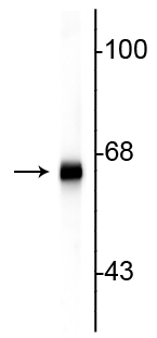 Western blot of rat cortex lysate showing specific immunolabeling of the ~66 kDa alpha internexin protein.