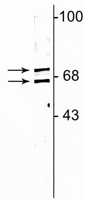 Western blot of HeLa cell lysate showing specific immunolabeling of the ~64 kDa and ~74 kDa lamin A/C proteins.