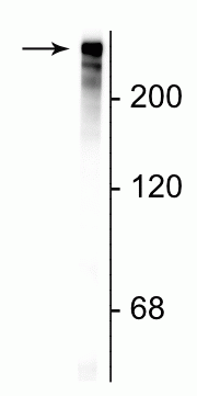 Western blot of rat cortical lysate showing specific immunolabeling of the ~280 kDa MAP2 protein.