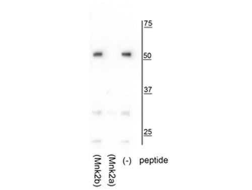 Western blot of HeLa lysate showing specific immunolabeling of the ~52 kDa Mnk2a isoform in the third lane (-). Specificity is shown in the second lane (Mnk2a) where immunolabeling is blocked by preadsorption of the Mnk2a peptide used as the antigen, but not by the Mnk2b peptide in the first lane.