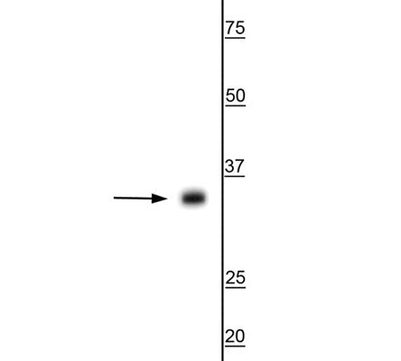 Western blot of rat whole brain lysate showing specific immunolabeling of the ~35 kDa AQP4 protein.