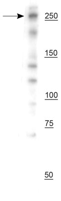 Western blot of mouse whole brain lysate showing specific immunolabeling of the ~250 kDa CSPG4/NG2 protein.