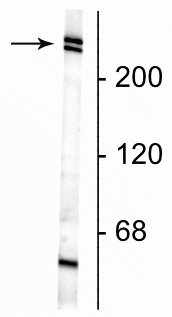 Western blot of neonatal rat brain lysate showing specific immunolabeling of the ~220-240 kDa nestin doublet. 