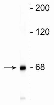 Western blot of rat cortical lysate showing specific immunolabeling of the ~68 kDa NF-L protein.