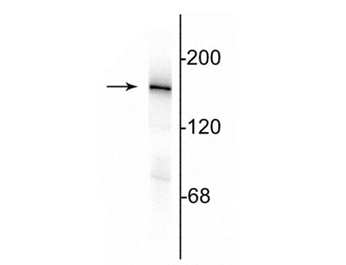 Western blot of 10 µg of rat hippocampal lysate showing specific immunolabeling of the ~180 kDa NR2A subunit of the NMDA receptor.