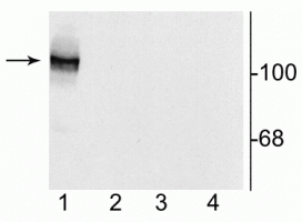 Western blot of 10 µg of HEK 293 cells showing specific immunolabeling of the ~120 kDa NR1 subunit of the NMDA receptor containing the N1 splice variant insert (lane 1). 1) NR1 subunit containing the N1 and C2' Insert; 2) NR1 subunit containing only the C2 Insert; 3) NR1 subunit containing the C1 and C2' Insert; 4) without NR1 expression.