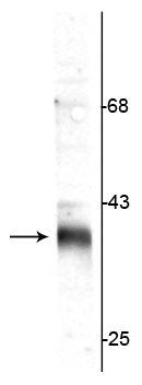 Western blot of rat synaptic plasma membrane (SPM) lysate showing specific immunolabeling of the ~36 kDa stargazin protein. 