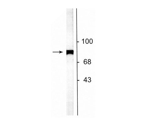 Western blot of rat striatal lysate showing specific labeling of the ~75 kDa NSF protein. 