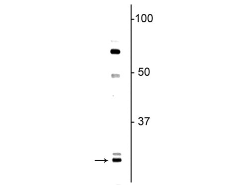 Western blot of neonatal rat brain lysate showing specific immunolabeling of the ~ 27 kDa Olig1 protein.