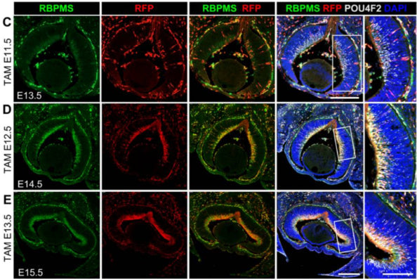 Representative images of retinal cryosections immunolabeled for RBPMS, tdTomato (RFP) and POU4F2 after induction by a single dosage of tamoxifen. IP injection of tamoxifen was administered at (C) E11.5, (D) E12.5, and (E) E13.5, and retinas were collected for immunolabeling 2 days after tamoxifen induction at E13.5, E14.5, and E15.5, respectively. DAPI (blue) was used to stain the nuclei. Far right panels show the enlarged views of the boxed regions. Image from publication CC-BY-4.0. PMID: 37566030