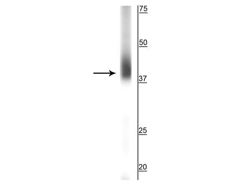 Western blot of NIH 3T3 cell lysate showing specific immunolabeling of the ~35 kDa SOX2 protein.