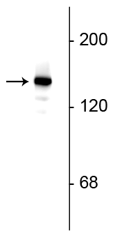 Western blot of rat hippocampal lysate showing specific immunolabeling of the ~145 kDa synaptojanin I protein.