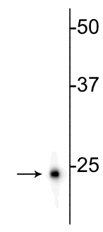 Western blot of rat hippocampal homogenate showing specific immunolabeling of the ~24 kDa UCHL1 protein.