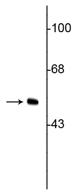 Western blot of HeLa cell lysate showing specific immunolabeling of the ~50 kDa vimentin protein.