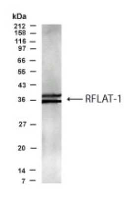 Western Blot of transfected COS cells showing specific immunolabeling of RFLAT1/KLF13. 