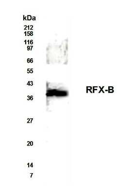 Western Blot of Raji cell lysate showing specific immunolabeling of RFX-B.