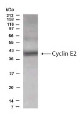 Western Blot of CT10 cells showing specific immunolabeling of Cyclin E2.