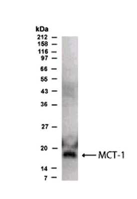 Western Blot of transfected HEK 293T cell lysate showing specific immunolabeling of MCT1.