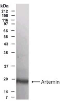 Western Blot of human dorsal root ganglia lysate showing specific immunolabeling of Artemin.