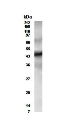 Western Blot of mouse heart lysate showing specific immunolabeling of ETR3/CUGBP2.