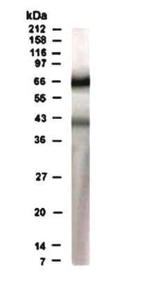 Western Blot of human heart lysate showing specific immunolabeling of Rad17.