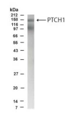 Western Blot of human fetal brain lysate showing specific immunolabeling of PTCH1.