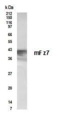 Western Blot of mouse pancreas lysate showing specific immunolabeling of Frizzled-7. 