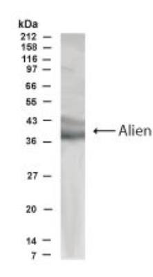 Western Blot of HeLa cell lysate showing specific immunolabeling of Alien (aka COP9 signalosome complex subunit 2).