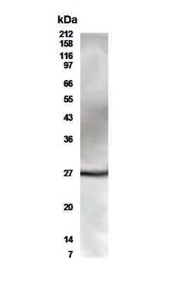 Western Blot of CD4+ cells showing specific immunolabeling of CD28.