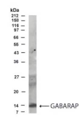 Western Blot of rat brain lysate showing specific immunolabeling of the GABARAP.