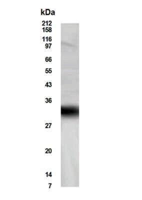 Western Blot of testis lysate showing specific immunolabeling of FHL5. 