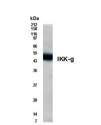 Western Blot of Interleukin 1 stimulated 293 cell lysate showing specific immunolabeling of IKK-gamma. 