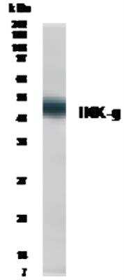 Western Blot of stimulated HEK 293 cells showing specific immunolabeling of IKK-gamma in Interleukin 1.