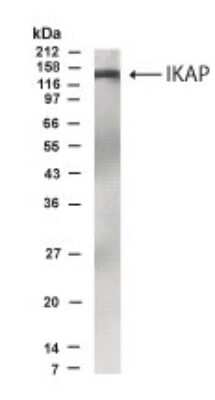 Western Blot of Interleukin-1-stimulated 293 cells showing specific immunolabeling of IKAP.