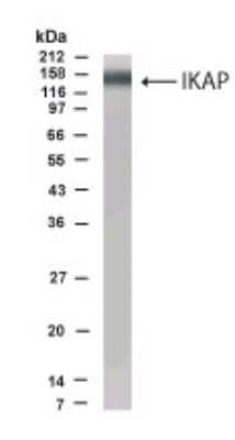 Western Blot of Interleukin-1-stimulated 293 cell lysate showing specific immunolabeling of IKAP.