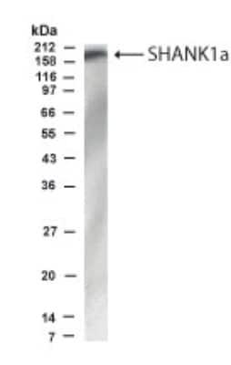 Western Blot of rat brain lysate showing specific immunolabeling of SHANK1.