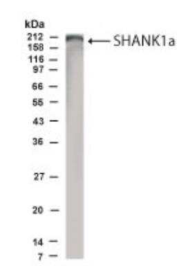 Western Blot of rat brain lysate showing specific immunolabeling of SHANK1 at 1:500 dilution.