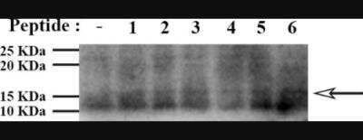 Western Blot of various peptides (lanes 1-6) carrying the Antennapedia fragment that were added to Bone Marrow derived Macrophages showing specific immunolabeling of Antennapedia.