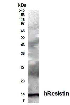 Western Blot of transfected 293 cell lysate showing specific immunolabeling of Resistin.