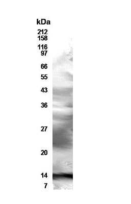 Western Blot of transfected 293 cell lysate showing specific immunolabeling of Resistin. 