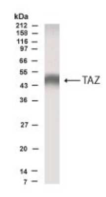 Western Blot of MDCK cells showing specific immunolabeling of TAZ. 