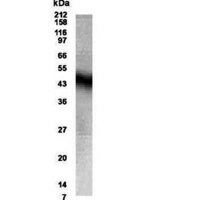 Western Blot of human brain lysate showing specific immunolabeling of the NPFF1 Receptor.  