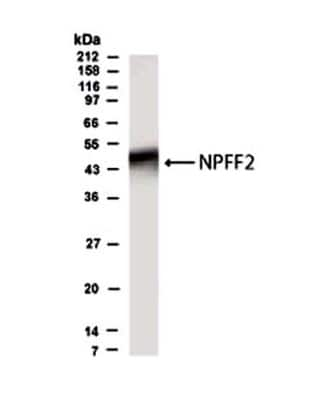 Western Blot of brain lysate showing specific immunolabeling of NPFFR2.